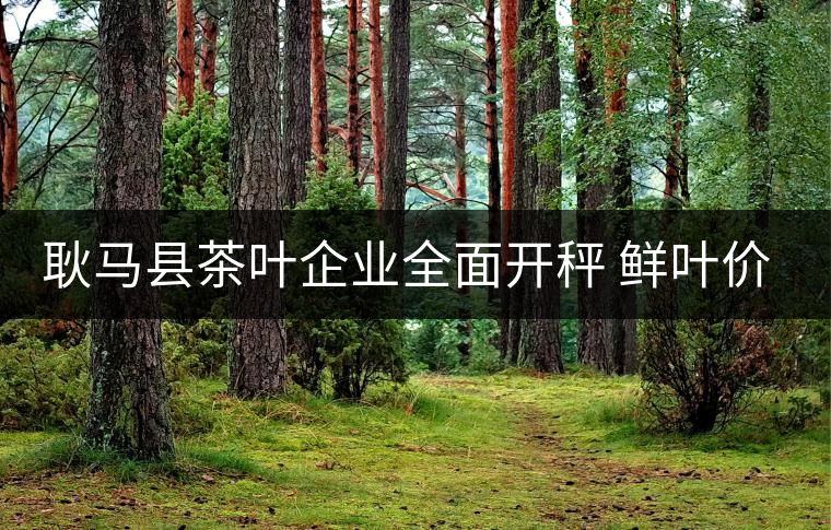 耿馬縣茶葉企業全面開秤 鮮葉價格上漲