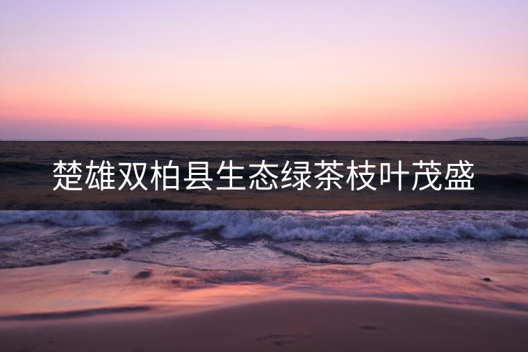 楚雄雙柏縣生態綠茶枝葉茂盛