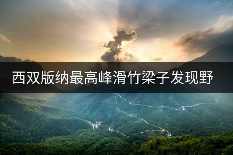 西雙版納最高峰滑竹梁子發現野生古茶樹群