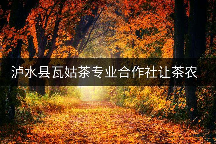 瀘水縣瓦姑茶專業合作社讓茶農走上致富路 瀘水縣瓦姑茶專業合作社讓茶農走上致富路