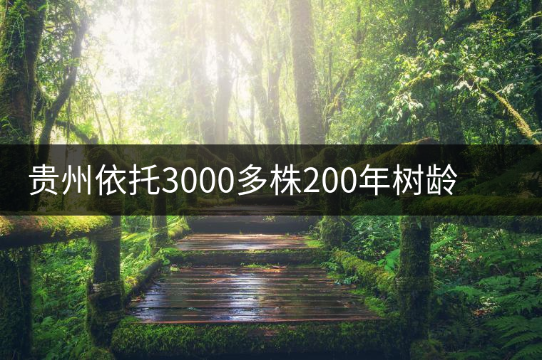 貴州依托3000多株200年樹齡茶樹揚“古茶之鄉”品牌
