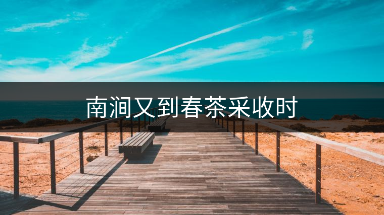 南澗又到春茶采收時 南澗又到春茶采收時