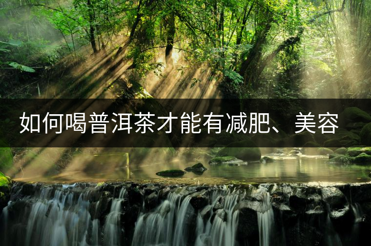 如何喝普洱茶才能有減肥、美容、抗癌之功效