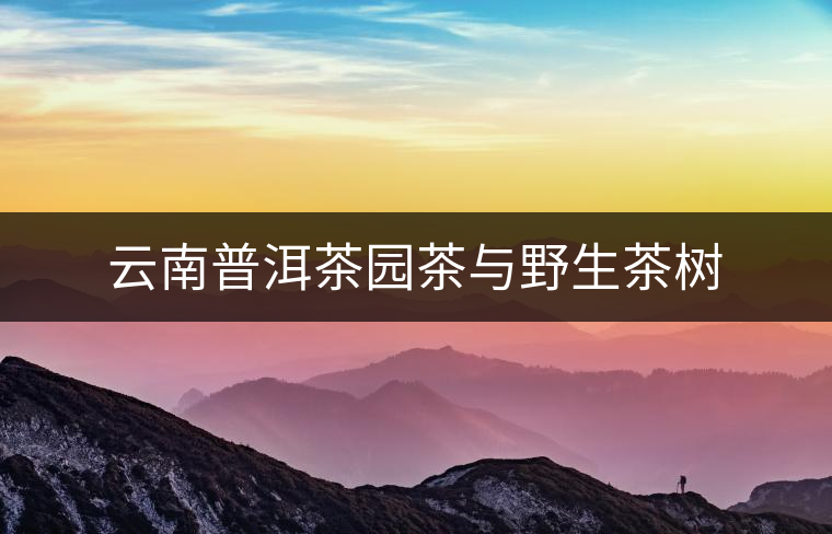 云南普洱茶園茶與野生茶樹 云南普洱茶園茶與野生茶樹