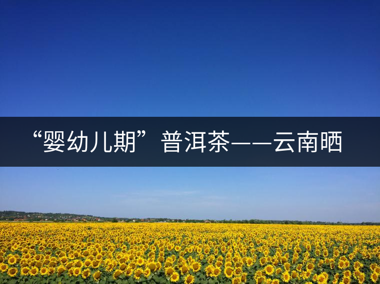 “嬰幼兒期”普洱茶——云南曬青綠茶 “嬰幼兒期”普洱茶——云南曬青綠茶