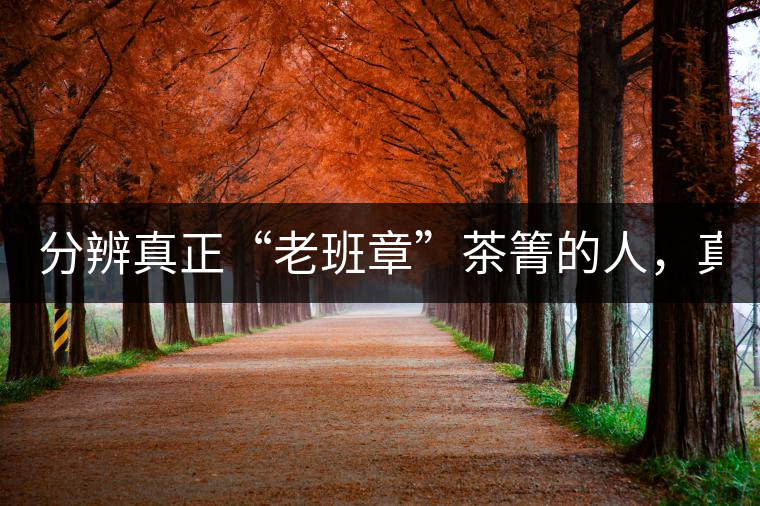 分辨真正“老班章”茶箐的人,真的不多! 分辨真正“老班章”茶箐的人,真的不多!