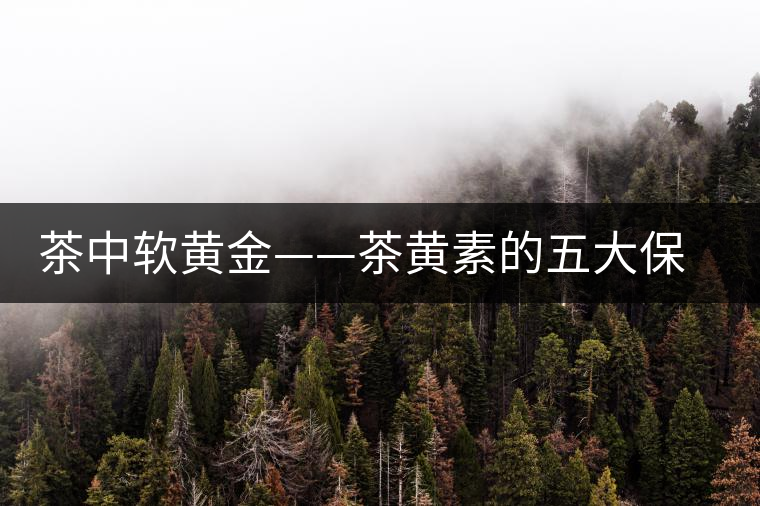 茶中軟黃金——茶黃素的五大保健作用及其機理 茶中軟黃金——茶黃素的五大保健作用及其機理