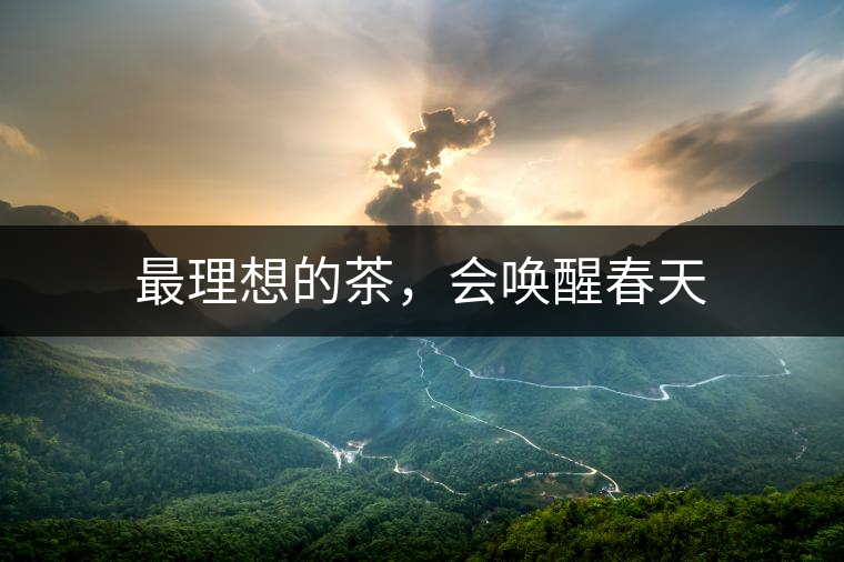 最理想的茶,會(huì)喚醒春天 最理想的茶,會(huì)喚醒春天