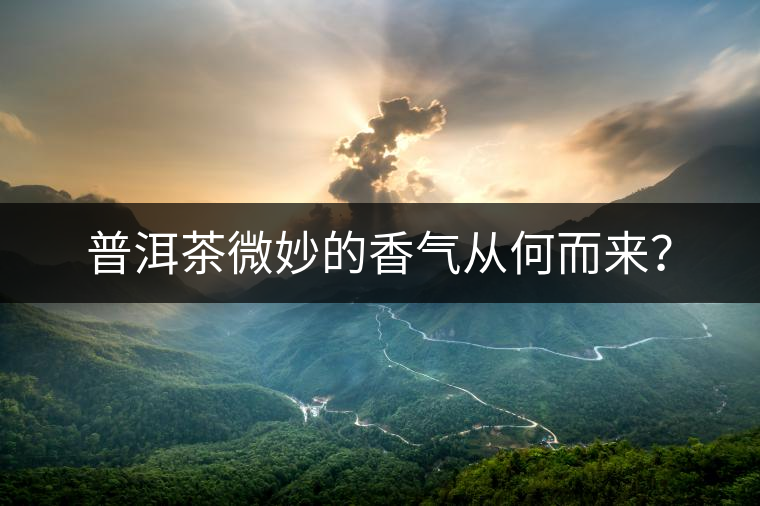 普洱茶微妙的香氣從何而來? 普洱茶微妙的香氣從何而來?