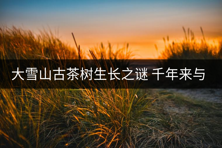 大雪山古茶樹生長之謎 千年來與世隔絕 大雪山古茶樹生長之謎 千年來與世隔絕