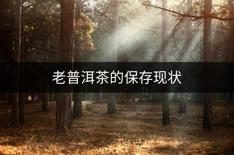 老普洱茶的保存現狀