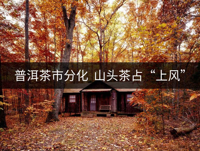 普洱茶市分化 山頭茶占“上風(fēng)” 普洱茶市分化 山頭茶占“上風(fēng)”