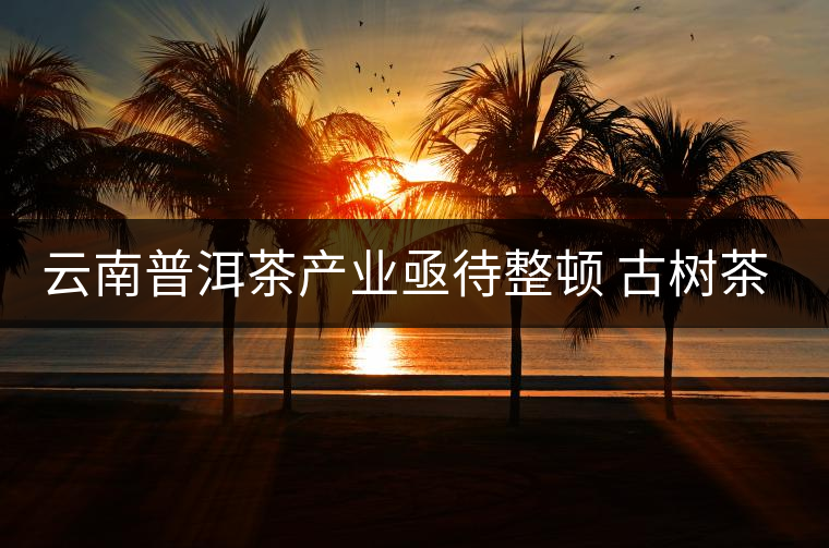 云南普洱茶產業亟待整頓 古樹茶葉現狀堪憂