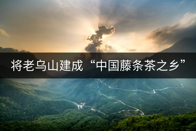 將老烏山建成“中國藤條茶之鄉” 將老烏山建成“中國藤條茶之鄉”