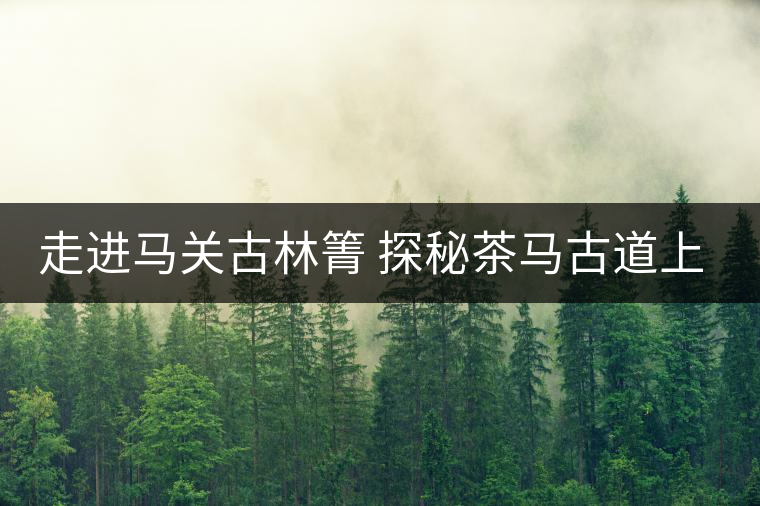 走進(jìn)馬關(guān)古林箐 探秘茶馬古道上的古茶林 走進(jìn)馬關(guān)古林箐 探秘茶馬古道上的古茶林