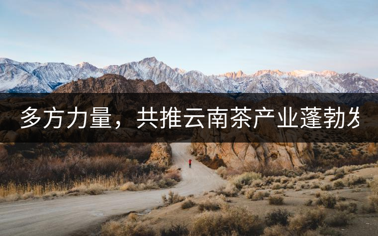 多方力量,共推云南茶產業蓬勃發展! 多方力量,共推云南茶產業蓬勃發展!