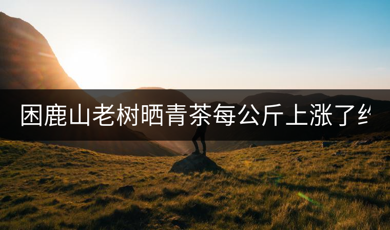困鹿山老樹曬青茶每公斤上漲了約1000元 困鹿山老樹曬青茶每公斤上漲了約1000元
