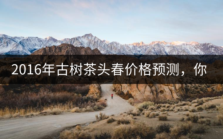 2016年古樹茶頭春價格預測，你怎么看？