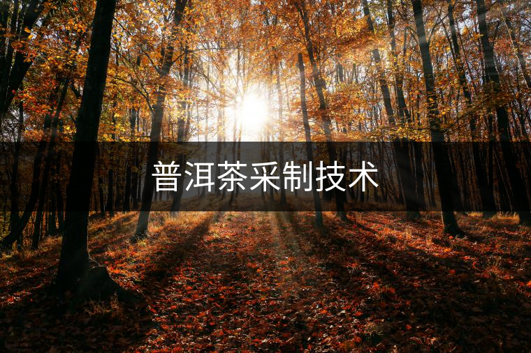普洱茶采制技術
