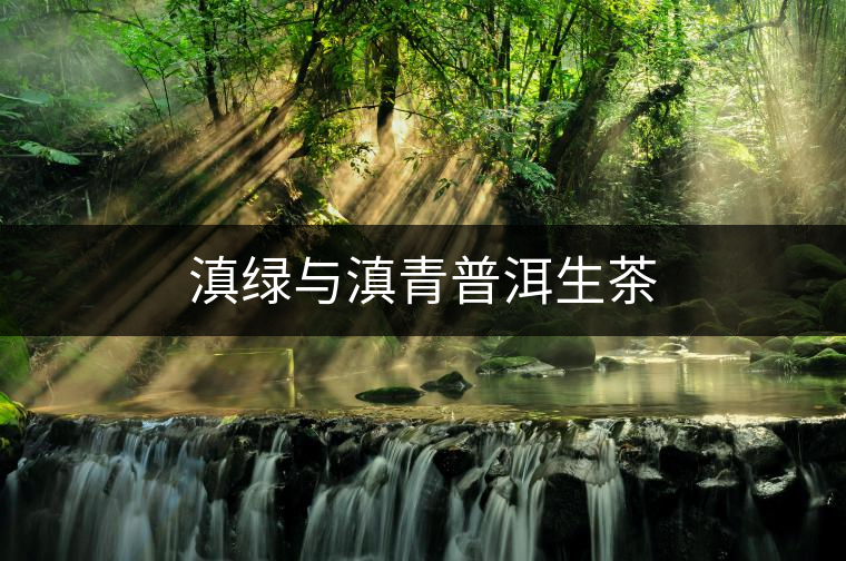 滇綠與滇青普洱生茶