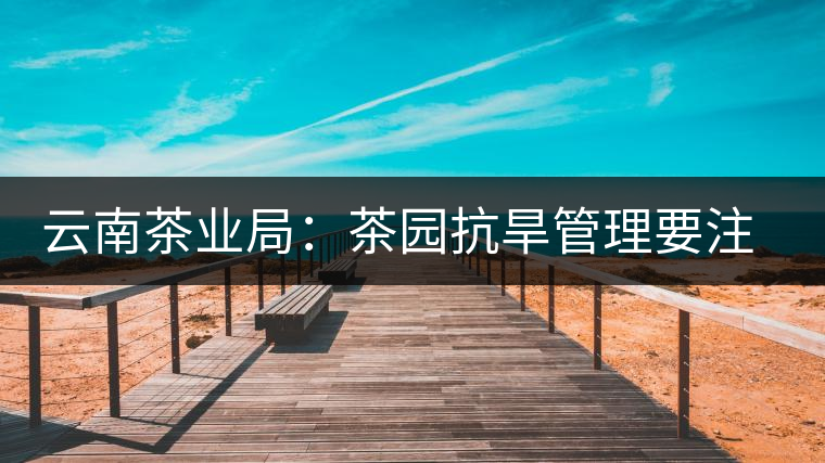 云南茶業局:茶園抗旱管理要注意的幾點 云南茶業局:茶園抗旱管理要注意的幾點