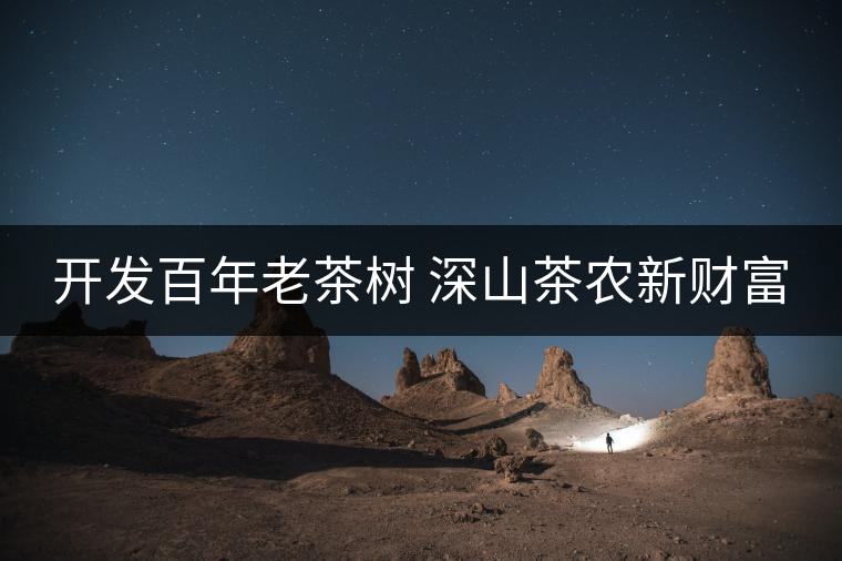 開發百年老茶樹 深山茶農新財富
