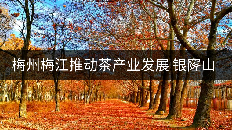 梅州梅江推動茶產業發展 銀窿山春茶開始采摘