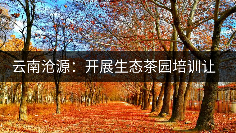云南滄源:開展生態茶園培訓讓茶業增產增質 云南滄源:開展生態茶園培訓讓茶業增產增質