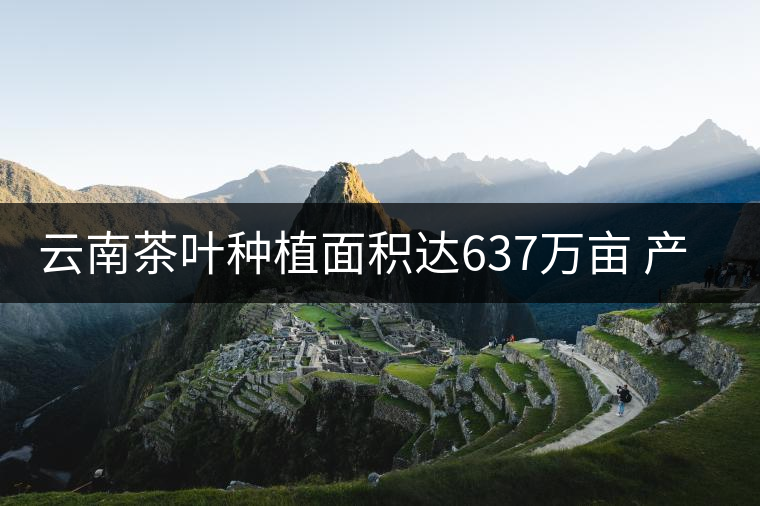 云南茶葉種植面積達637萬畝 產業規模創新高
