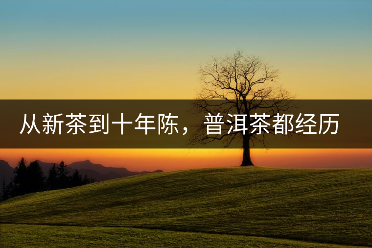 從新茶到十年陳,普洱茶都經歷了什么? 從新茶到十年陳,普洱茶都經歷了什么?
