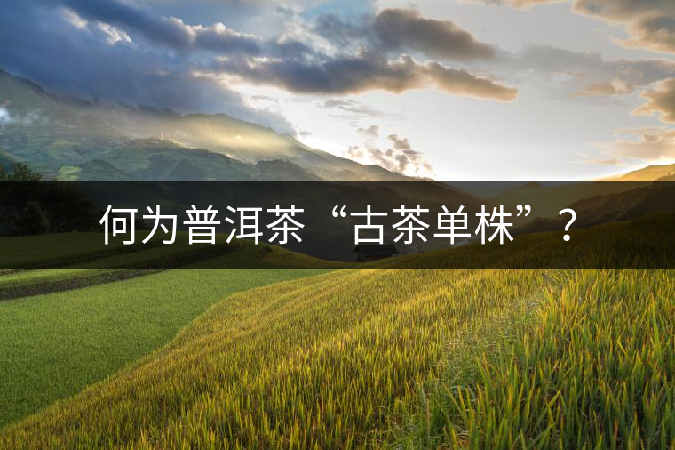 何為普洱茶“古茶單株”? 何為普洱茶“古茶單株”?