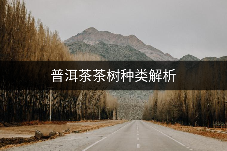 普洱茶茶樹種類解析