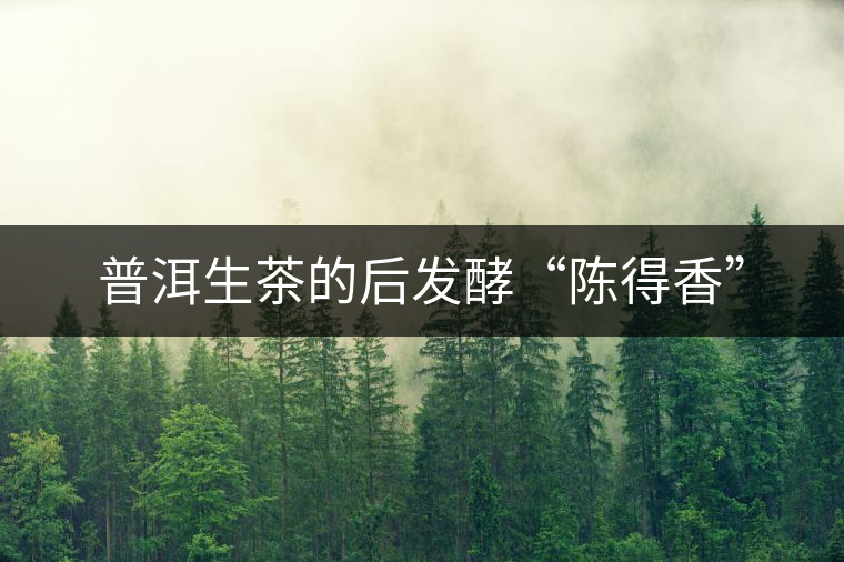 普洱生茶的后發酵“陳得香” 普洱生茶的后發酵“陳得香”