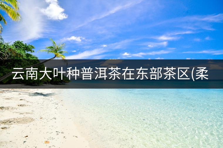 云南大葉種普洱茶在東部茶區(柔) 云南大葉種普洱茶在東部茶區(柔)