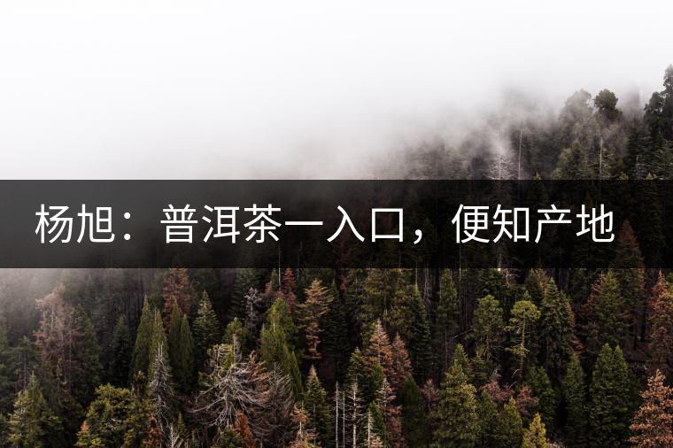 楊旭:普洱茶一入口,便知產地和年份 楊旭:普洱茶一入口,便知產地和年份