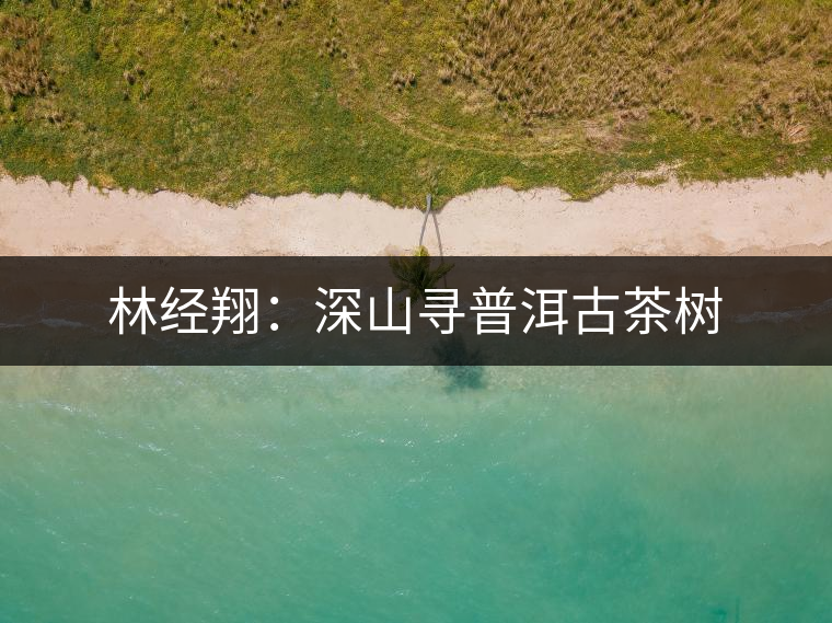 林經翔:深山尋普洱古茶樹 林經翔:深山尋普洱古茶樹