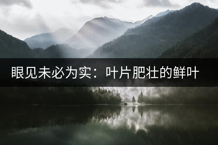 眼見未必為實:葉片肥壯的鮮葉品質一定格外優異? 眼見未必為實:葉片肥壯的鮮葉品質一定格外優異?