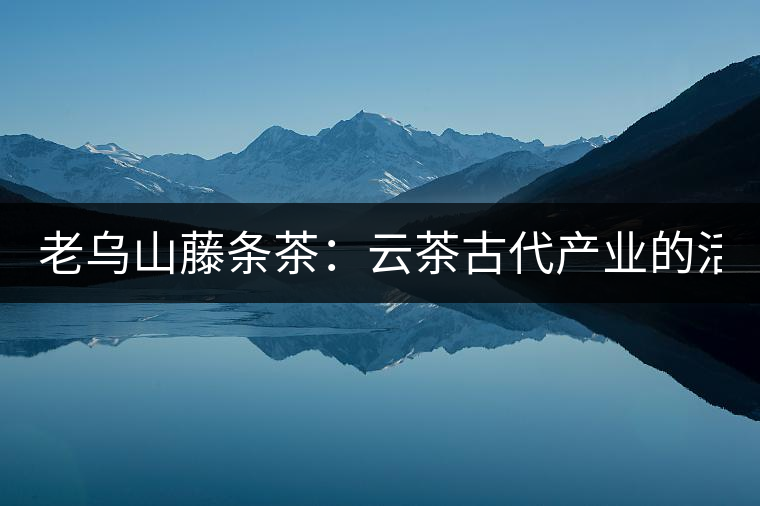 老烏山藤條茶：云茶古代產業的活見證（1）