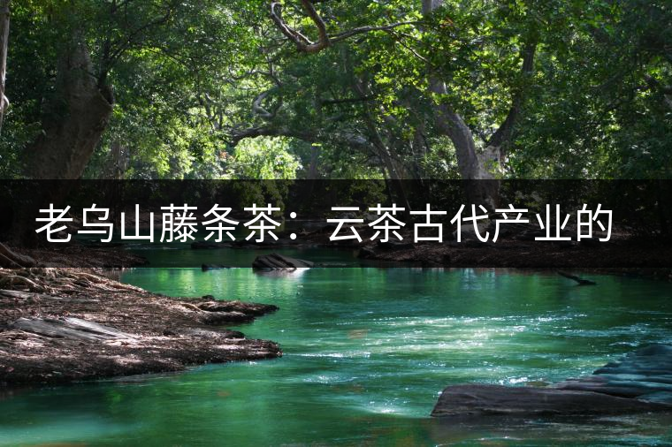 老烏山藤條茶：云茶古代產業的活見證（3）傳統種植成就了普洱古茶樹