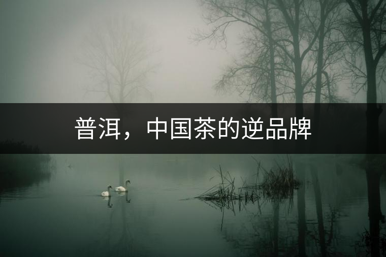 普洱,中國茶的逆品牌 普洱,中國茶的逆品牌