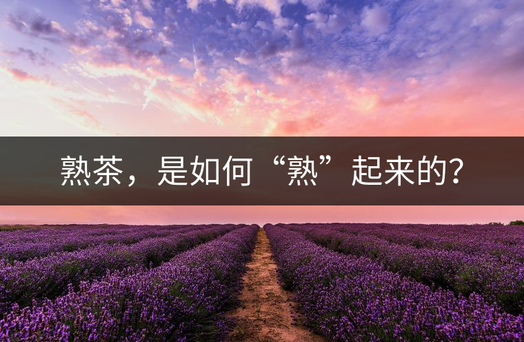 熟茶,是如何“熟”起來的? 熟茶,是如何“熟”起來的?
