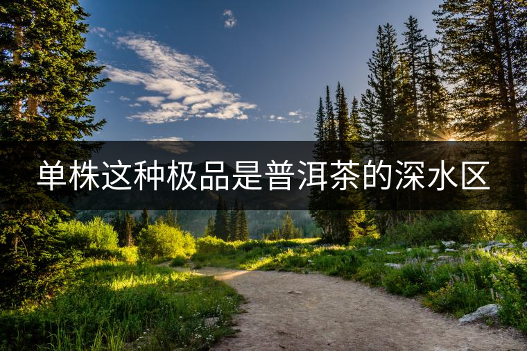 單株這種極品是普洱茶的深水區 單株這種極品是普洱茶的深水區