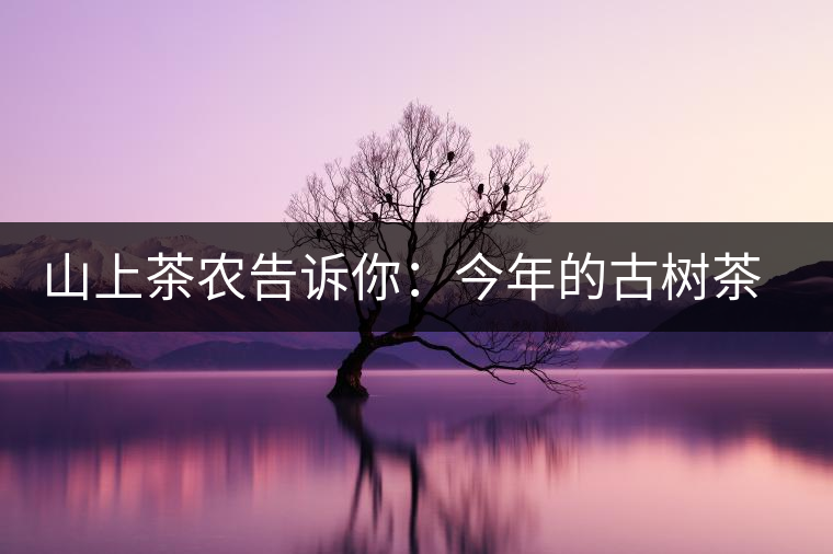 山上茶農(nóng)告訴你：今年的古樹(shù)茶為什么那么貴？