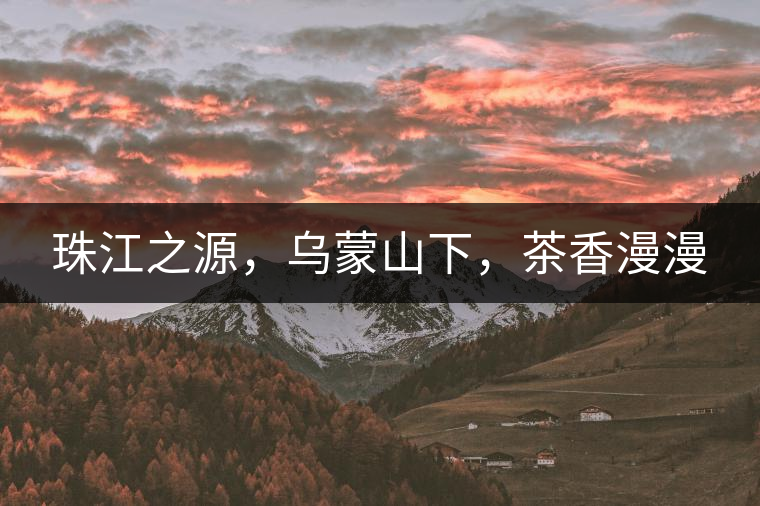珠江之源，烏蒙山下，茶香漫漫
