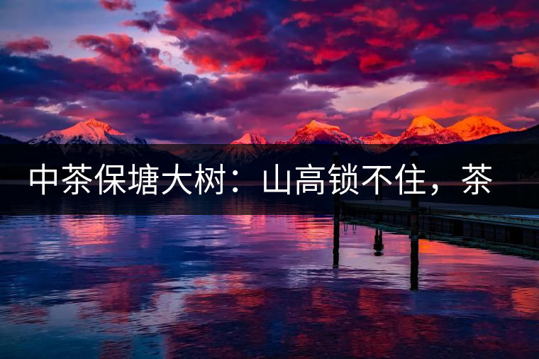 中茶保塘大樹:山高鎖不住,茶好名自傳 中茶保塘大樹:山高鎖不住,茶好名自傳