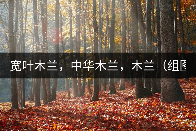 寬葉木蘭，中華木蘭，木蘭（組圖）