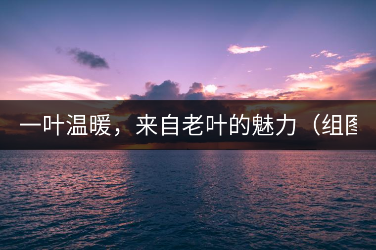 一葉溫暖,來自老葉的魅力(組圖) 一葉溫暖,來自老葉的魅力(組圖)