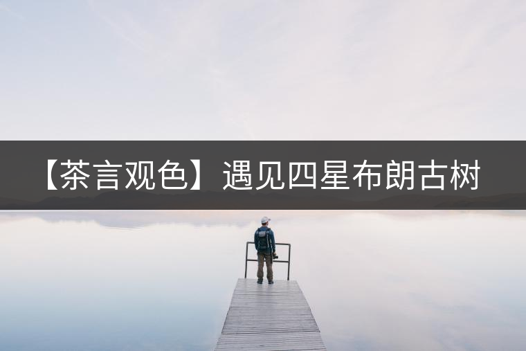 【茶言觀色】遇見(jiàn)四星布朗古樹(shù)之美