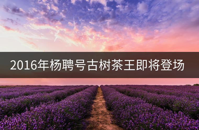 2016年楊聘號古樹茶王即將登場！