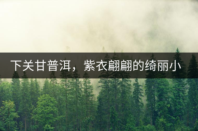 下關(guān)甘普洱，紫衣翩翩的綺麗小餅